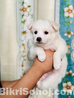 German spitz